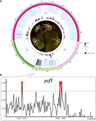 Evolutionary history of genus Coptis and its dynamic changes in the potential suitable distribution area